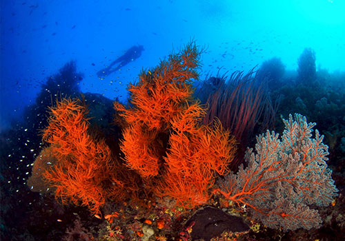 colorful corals