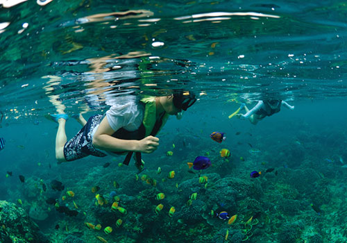 Aristocat Sailing, Snorkeling