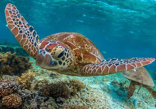 Snorkeling