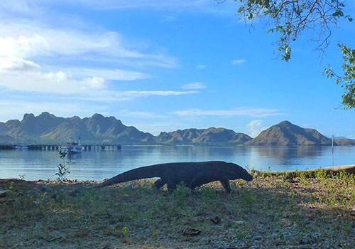 Komodo