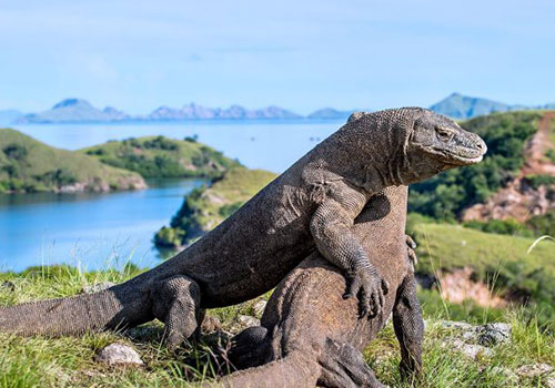 Komodo, The Dragon