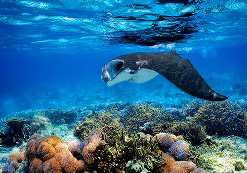 Diving With Manta Rays