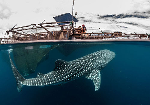 Swimming with Whale Shark