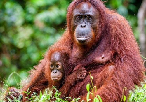 Orangutans