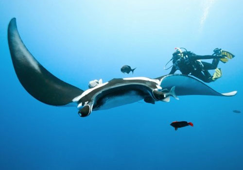 Manta Ray