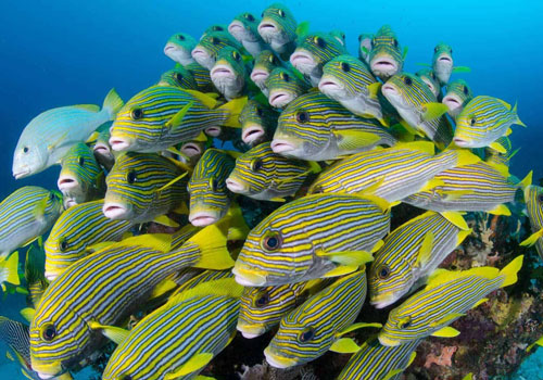 Raja Ampat has Rich of Fishes