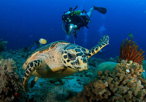 Diving in Bali